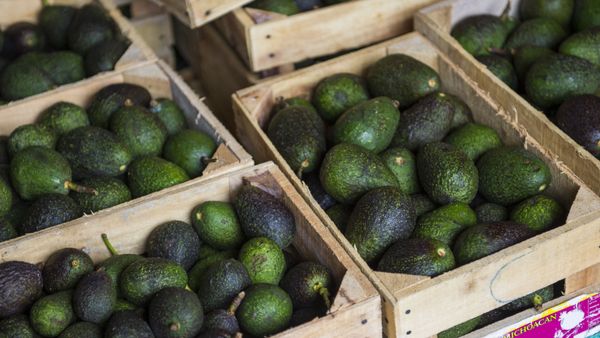 Crates of avocados from Michoacan available for sale at a market in Mexico City, Tuesday, Aug. 9, 2016. High avocado prices have fueled deforestation in Michoacan, where farmers cut down pines to clear the way for more avocado trees - Sputnik International