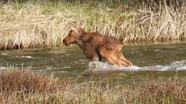 Moose Calf Crosses River - Sputnik International