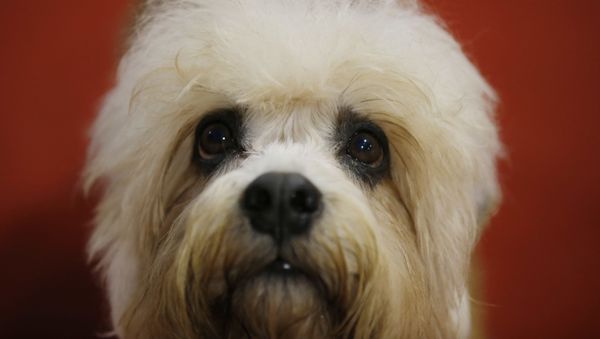   A Dandy Dinnmont Terrier is displayed at the World Dog Show in Rho, near Milan, Italy, Saturday, June 13, 2015. - Sputnik International
