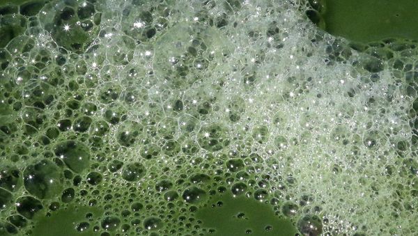 The bacteria commonly known as blue-green algae has spread rapidly to cover almost all of 150-square-mile Utah Lake, turning the water a bright, anti-freeze green and leaving scummy foam along the shore. - Sputnik International