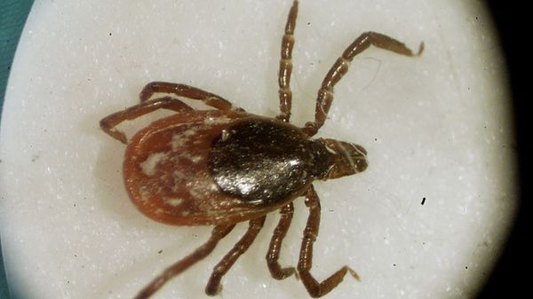 This March 2002 file photo shows a deer tick under a microscope in the entomology lab at the University of Rhode Island in South Kingstown, R.I. Far from a summertime nuisance, Lyme Disease is a potentially debilitating disease that has been subject to vigorous medical debate for more than two decades. At issue is both how to test for the tick-borne disease and how to treat it, especially in patients suffering long-term symptoms like fatigue, arthritis and cognitive problems with memory and concentration. - Sputnik International