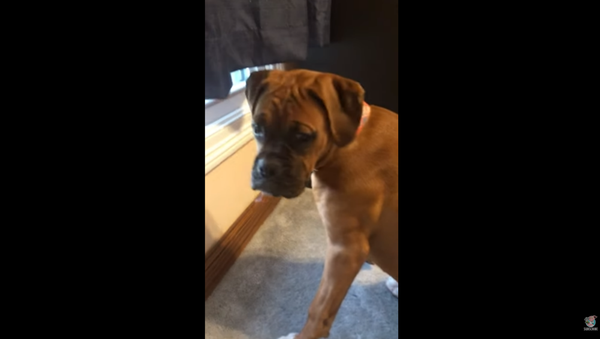 Boxer Keeps Mum When Questioned Over Pillow Crime - Sputnik International