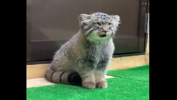 Pallas's cat  - Sputnik International