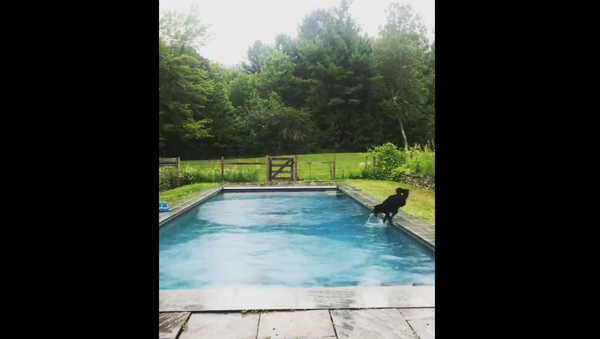 Dog’s Attempt to Avoid Falling Into Pool Fails Miserably - Sputnik International
