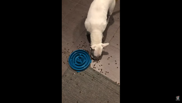 Stubborn Bull Terrier Dog Outsmarts Slow Feed Bowl - Sputnik International