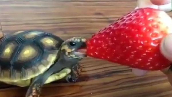 Adorable turtle - Sputnik International