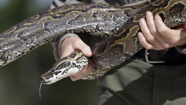 Rock Pythons - Sputnik International