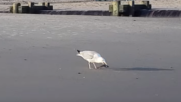Seagull and shark - Sputnik International