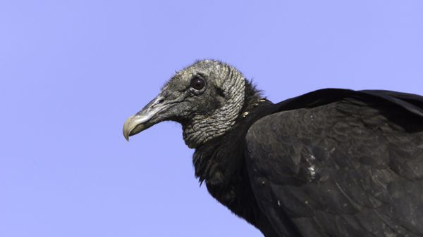 In this April 2009 photo, a black vulture perches on a fence post at Shepherd of the Hill Fish Hatchery in Branson, Mo. Black vultures have extended their range from South America and the southeastern U.S. into Midwestern states such as Missouri, Illinois, Indiana and Ohio. Like the more common turkey vulture, the black vulture feeds off dead animals, but unlike the turkey vulture, it also attacks live animals. Cattle producers have reported that newborn calves are particularly vulnerable to fatal attacks. - Sputnik International