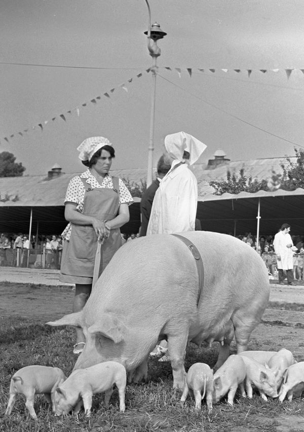 A Bridge to the Past: Rare Nostalgic Photos From the USSR - Sputnik International