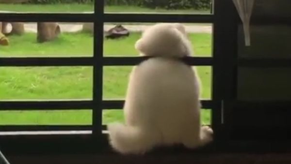 Samoyed - Sputnik International
