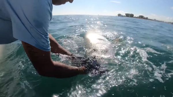 Giant Shart Steals Tarpon - Sputnik International
