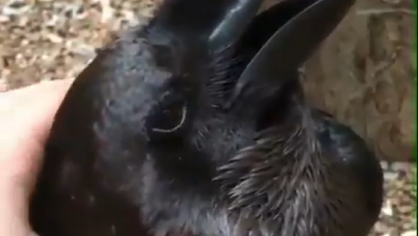 Rabbit or raven - Sputnik International