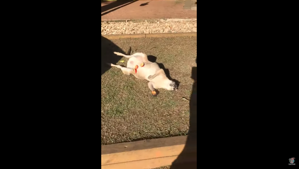 Wallaby Kicks Back, Snacks While Enjoying the Aussie Sun - Sputnik International