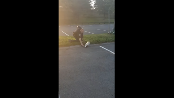 US Cop Gets Sprayed After Helping Struggling Skunk - Sputnik International