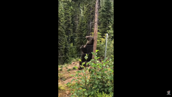 Canadian Grizzly Bear Soothes Itchy Back on Tree - Sputnik International