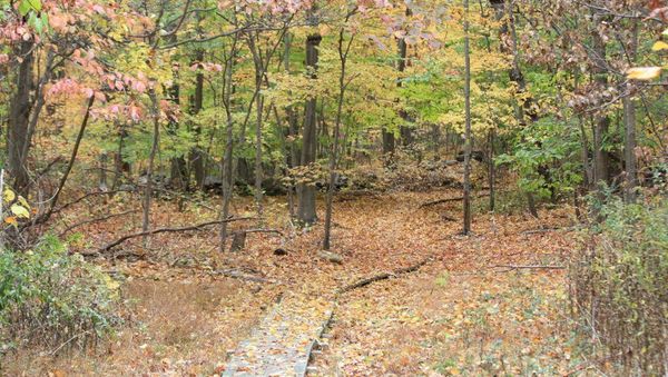Grace Richardson Conservation Area  - Sputnik International
