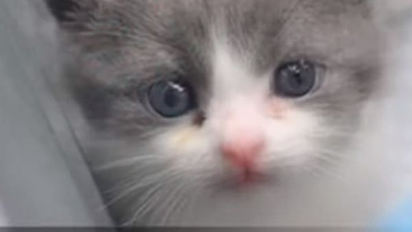 A cloned cat - Sputnik International