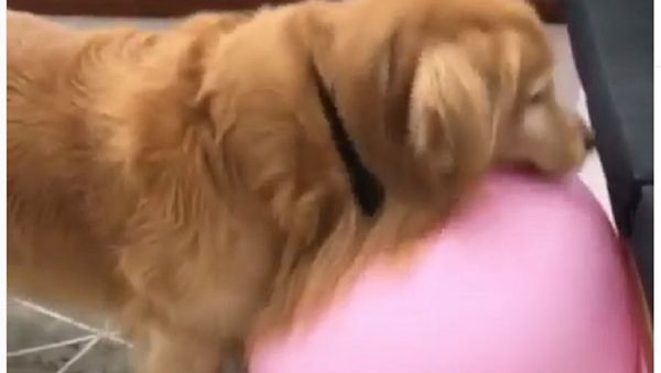 A dog and a fitness ball - Sputnik International