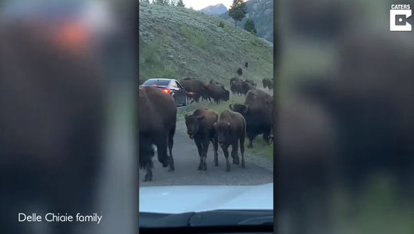 Bison Stampede Wrecks US Family’s Rental Car - Sputnik International