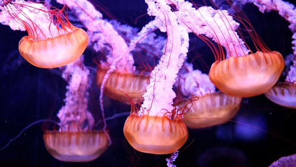 This picture taken on August 21, 2019 in Paris, shows jellyfish displayed in a tank at the Aquarium of Paris. - Sputnik International