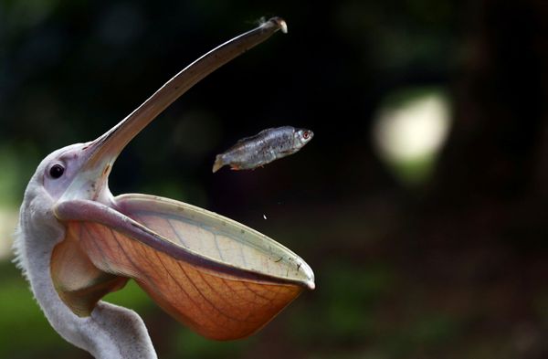 A pelican catches a fish during feeding time in St. James's Park in London, Britain August 21, 2019.  - Sputnik International