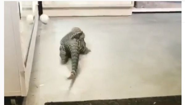 A reptile and a ball - Sputnik International