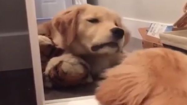 Golden Retriever mirror - Sputnik International