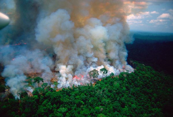 'Occupy Amazon': Brazilian Military Reportedly Eyes Setting Up Bases in Country's Northern Forests 'Occupy Amazon': Brazilian Military Reportedly Eyes Setting Up Bases in Country's Northern Forests - Sputnik International