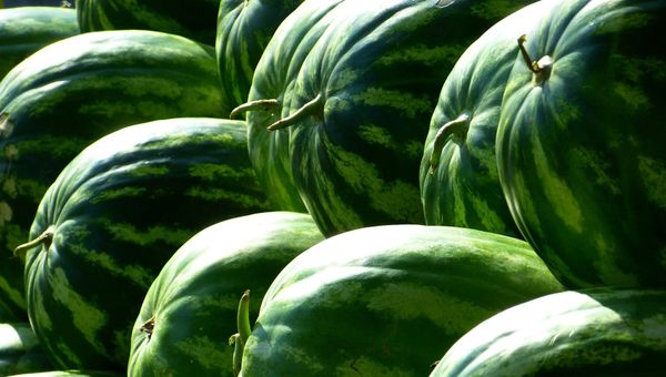 Watermelons - Sputnik International