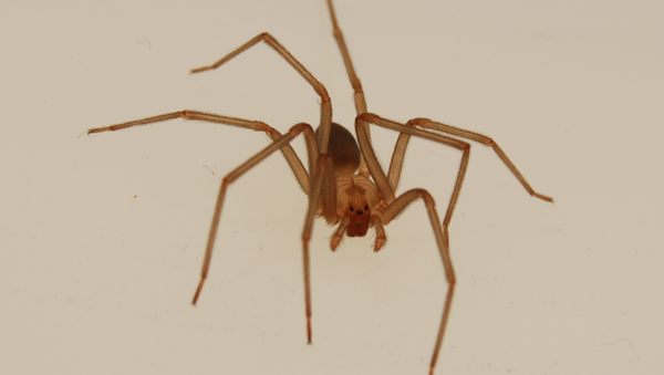 Adult male en:brown recluse spider anterior dorsal view. - Sputnik International