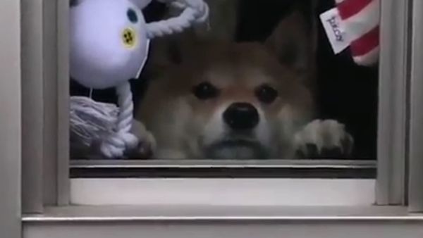 Shiba Inu - Sputnik International
