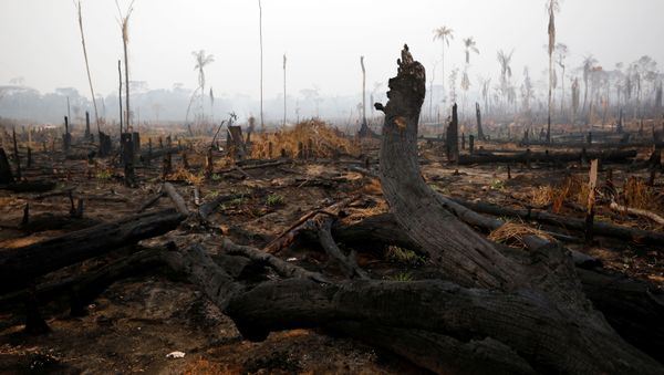 A tract of Amazon jungle is seen after a fire in Boca do Acre - Sputnik International