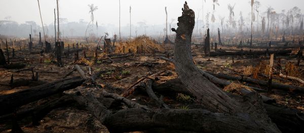 A tract of Amazon jungle is seen after a fire in Boca do Acre A tract of Amazon jungle is seen after a fire in Boca do Acre - Sputnik International