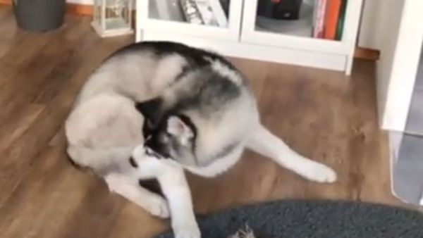 Siberian Husky - Sputnik International