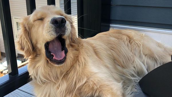 Golden Retriever - Sputnik International