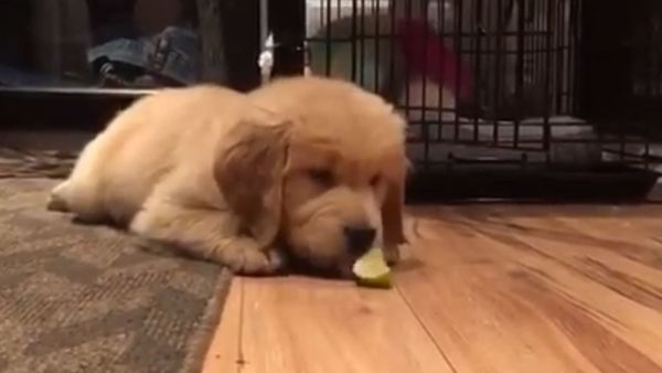 Golden Retriever and Lime - Sputnik International