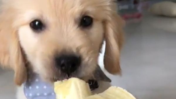 Golden Retriever and Banana - Sputnik International