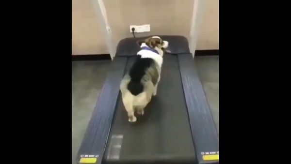 Dog - Sputnik International