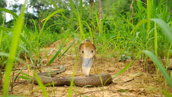 Monocled Cobra - Sputnik International