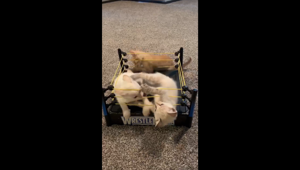 Wrestling Kittens Battle Each Other in WWE’s WrestleMania Ring - Sputnik International