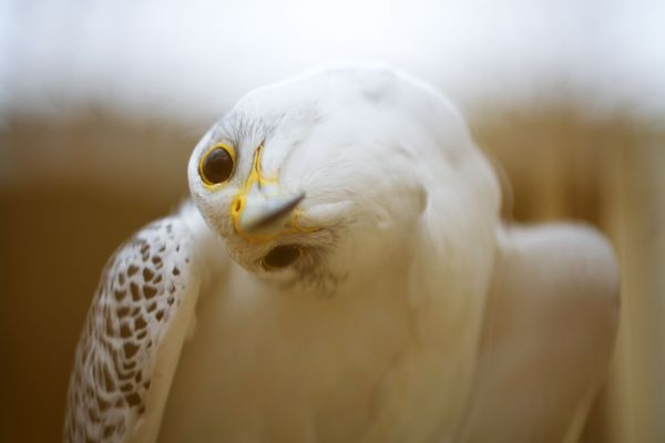 A falcon is pictured at the Nebli Falcon Center in Fuenstespina, Spain, on August 25, 2019.  - Sputnik International