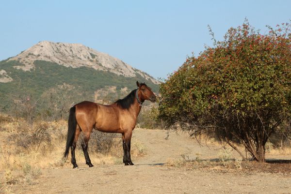 A horse feeds near the Kara-Dag mountain reserve in Crimea. - Sputnik International