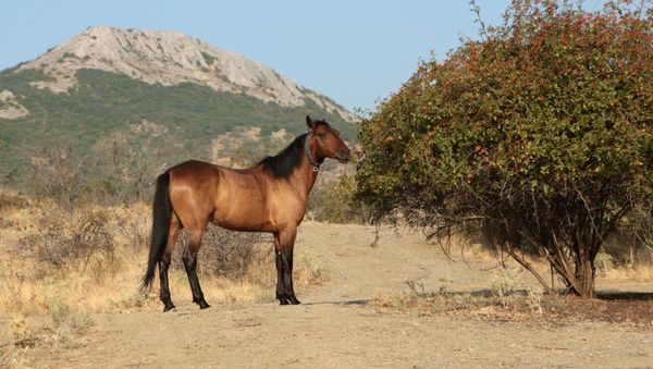 A horse feeds near the Kara-Dag mountain reserve in Crimea. - Sputnik International