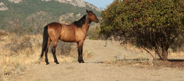 A horse feeds near the Kara-Dag mountain reserve in Crimea. A horse feeds near the Kara-Dag mountain reserve in Crimea. - Sputnik International
