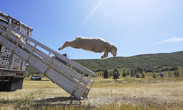 Sheep leap from a truck for the annual Soldier Hollow Classic Sheepdog Championship Wednesday, Aug. 28, 2019, in Midway, Utah - Sputnik International