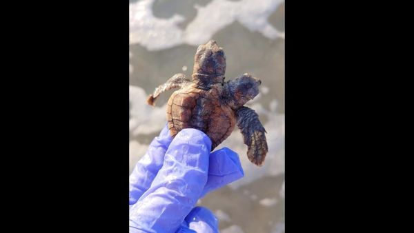 Two-headed turtle - Sputnik International
