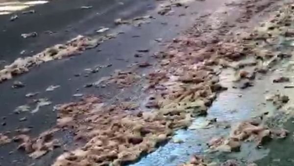 A Street In Brooklyn Was Covered In Raw Chicken - Sputnik International