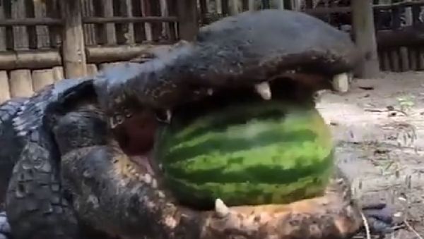 Alligator  - Sputnik International