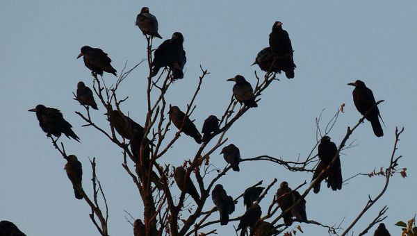 Crows - Sputnik International